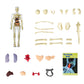 🔥Julesalg🔥3D Human Body Torso Model For Kids Anatomy Model Skjelett