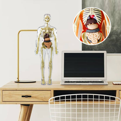 🔥Julesalg🔥3D Human Body Torso Model For Kids Anatomy Model Skjelett