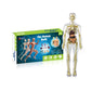 🔥Julesalg🔥3D Human Body Torso Model For Kids Anatomy Model Skjelett