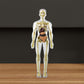 🔥Julesalg🔥3D Human Body Torso Model For Kids Anatomy Model Skjelett
