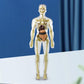 🔥Julesalg🔥3D Human Body Torso Model For Kids Anatomy Model Skjelett