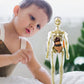 🔥Julesalg🔥3D Human Body Torso Model For Kids Anatomy Model Skjelett
