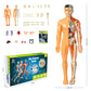 🔥Julesalg🔥3D Human Body Torso Model For Kids Anatomy Model Skjelett